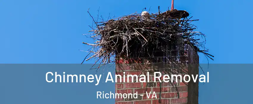 Chimney Animal Removal Richmond - VA