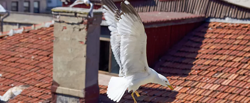 Residential Chimney Animal Removal Solution in Richmond, VA