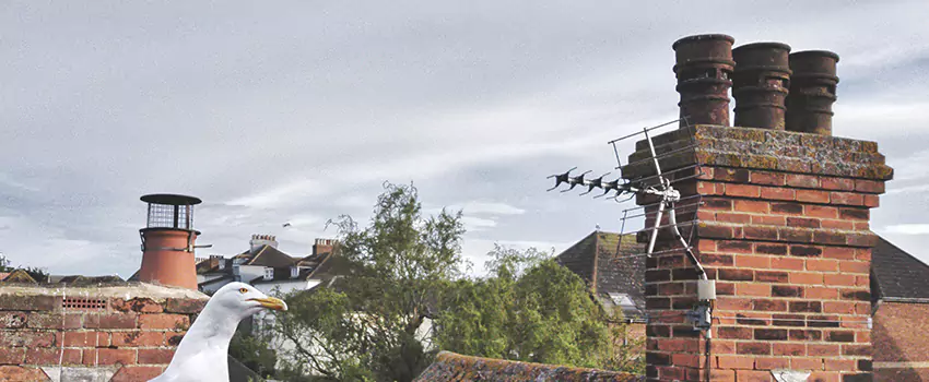 Chimney Cleaning And Restoration in Richmond, Virginia